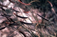 Blue Grama Grass, Blue Gramma, Mosquito Grass 'Blonde Ambition'