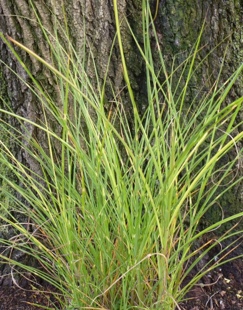 Dwarf Maiden Grass Border Bandit