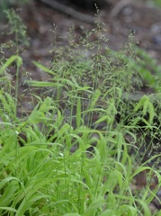 Bowles Golden Grass, Golden Millet Grass, Golden Wood Millet 'Flashlights'