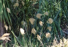 Miscanthus Species, Himalayan Fairy Grass, Nepal Fairy Grass