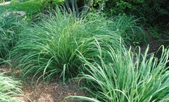 Big Bluestem, Turkeyfoot 'Niagra'