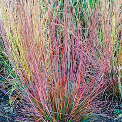 Little Bluestem 'Standing Ovation'