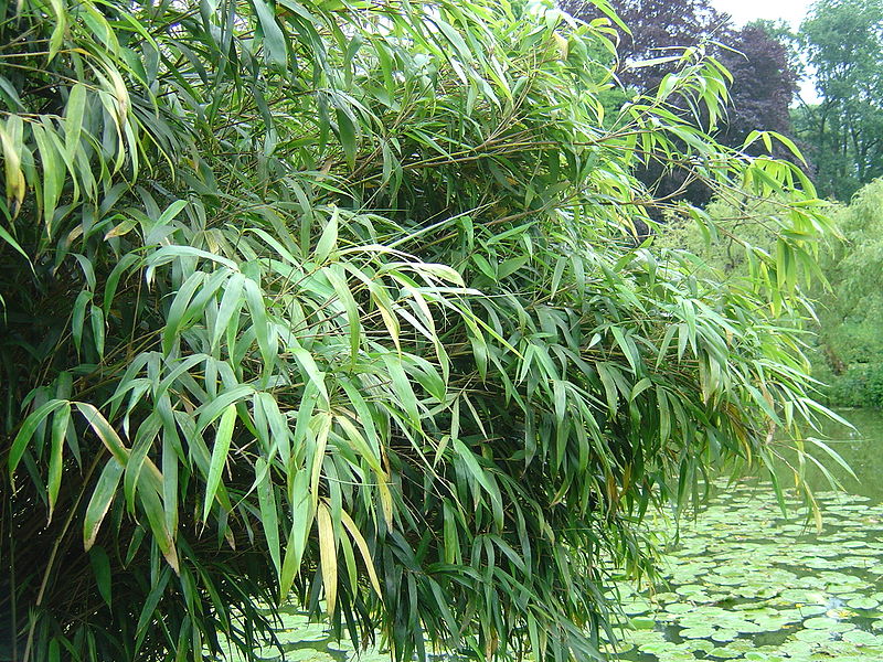 Fargesia, Fountain Bamboo Nanping
