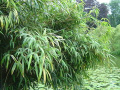 Fargesia, Fountain Bamboo 'Nanping'
