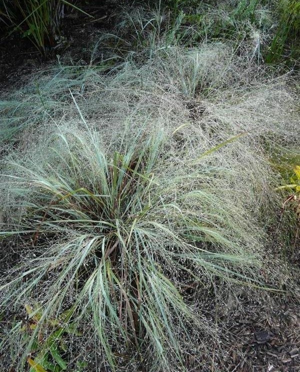 Elliotts Love Grass, Blue Eros