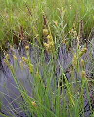 Hayden's Sedge