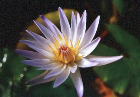 Nymphaea, Tropical Day-Blooming Water Lily, Waterlily Dauben