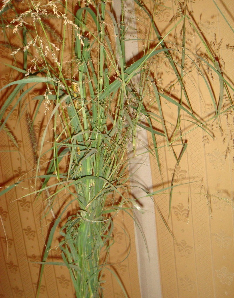 Panicum Species, Blue Panicgrass