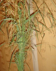 Panicum Species, Blue Panicgrass