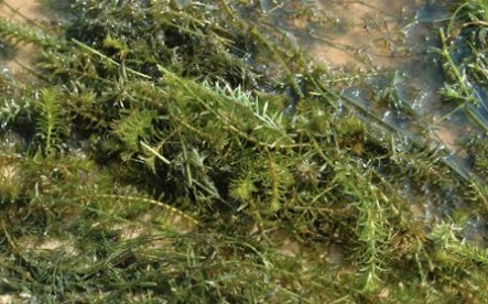Hydrilla, Water Thyme