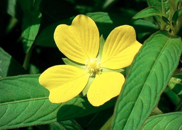 Ludwigia Species, Mexican Primrose Willow, Shrubby Water Primrose