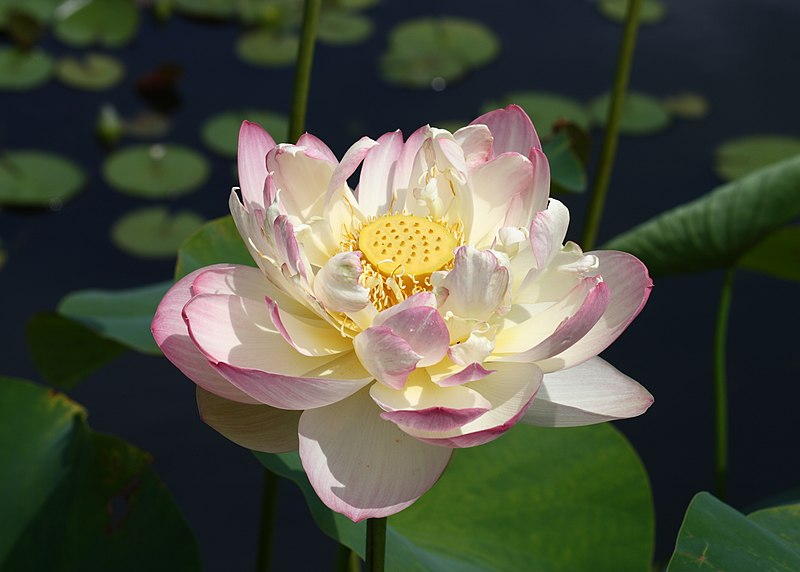 Nelumbo, Lotus Mrs. Perry D. Slocum