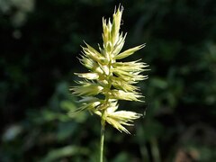 Blue Hairgrass