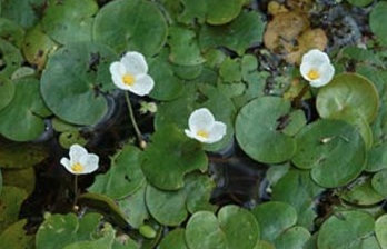 European Frogbit