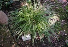 Bird's Foot Sedge