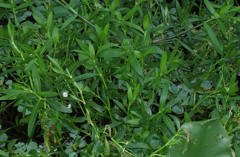 Alternanthera Species, Alligator Weed, Alligatorweed