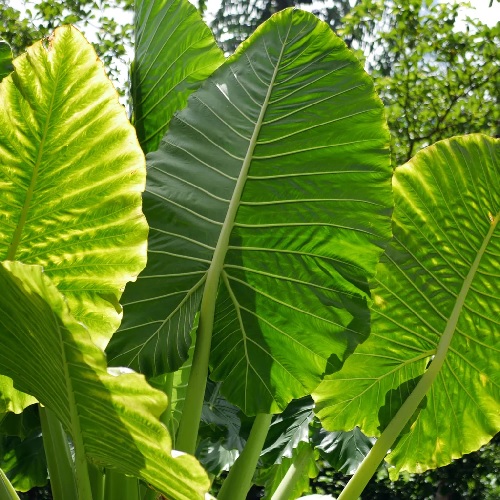 Alocasia Species, Giant Upright Elephant Ear, Taro