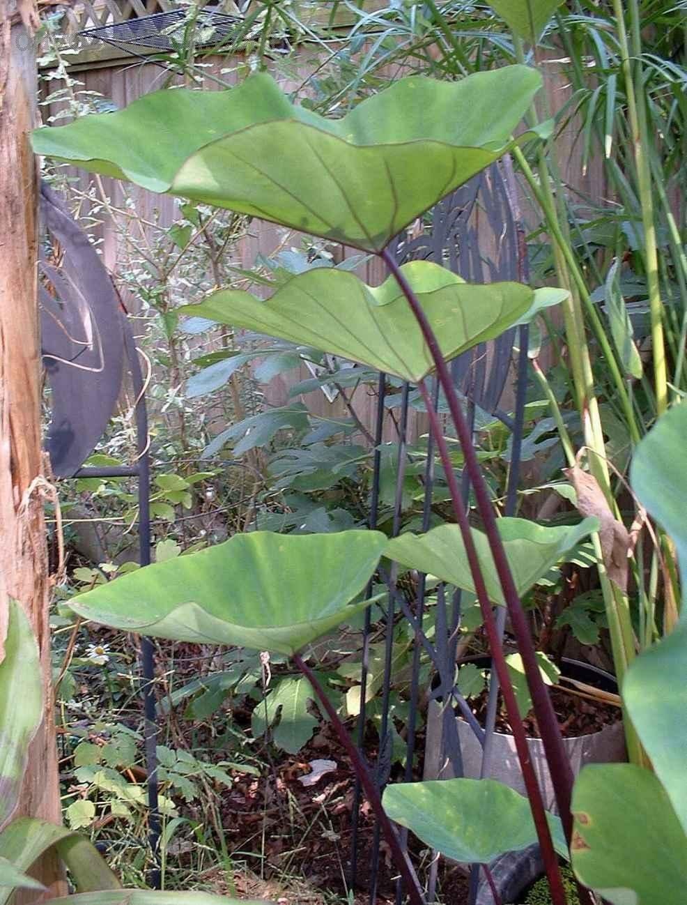 Colocasia, Elephant Ear, Taro Big Dipper