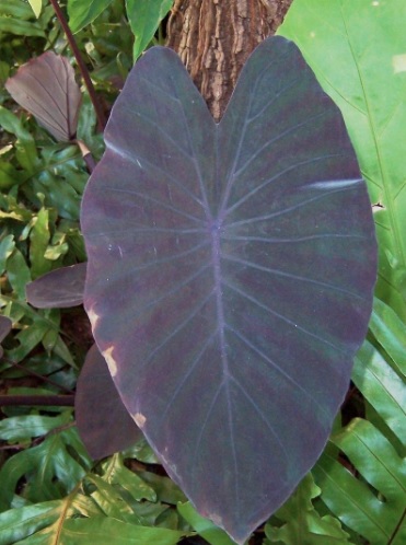 Colocasia, Elephant Ear, Taro Black Runner