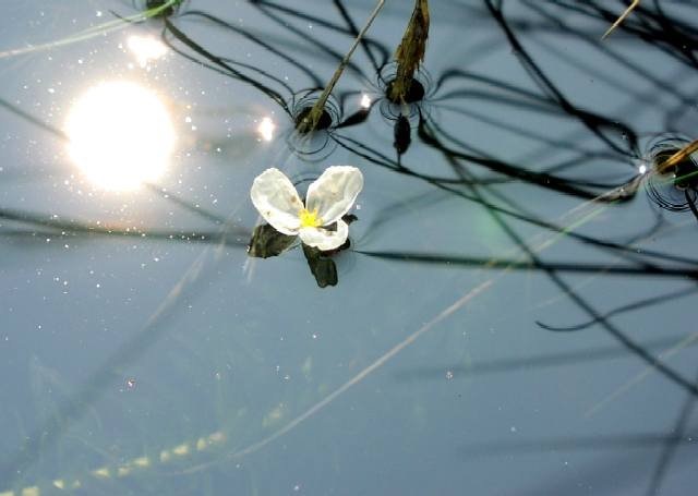 Anacharis, American Frogs Bit, Brazilian Elodea, Waterweed, Planchon