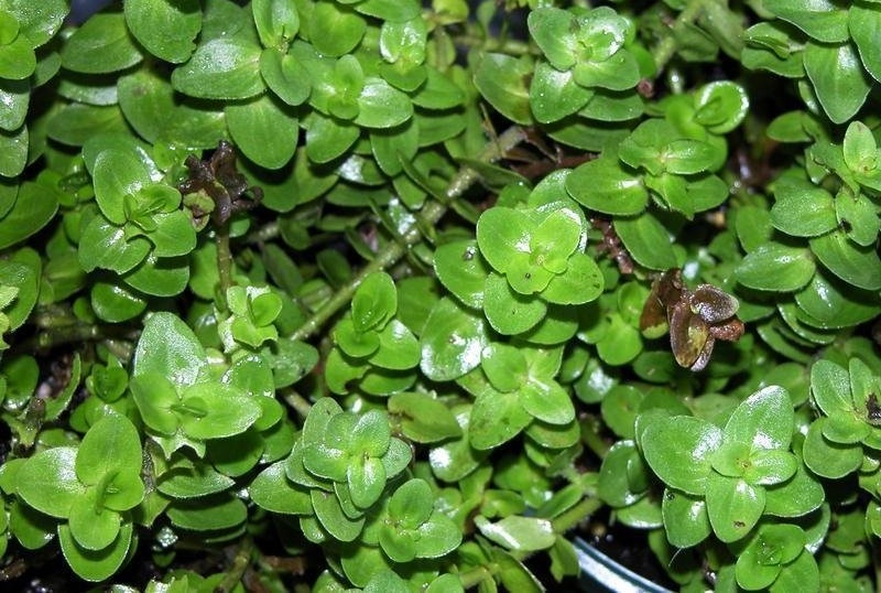 Bacopa Species, Hyssop, Lemon Bacopa