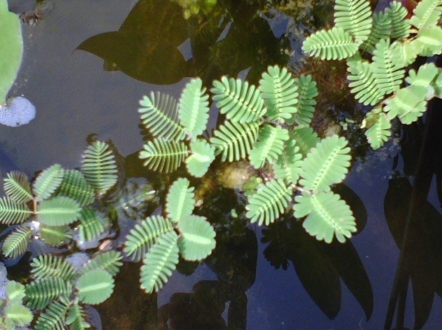 Neptunia Species, Small leaf Sensitive Plant Sensitive Plant