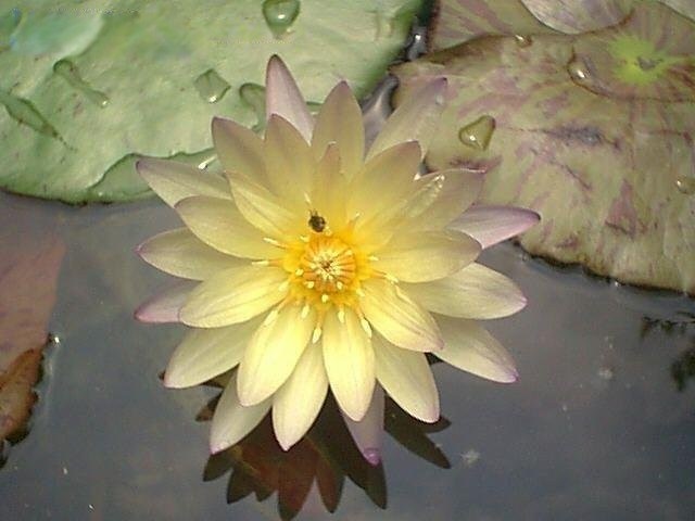 Tropical Day-Blooming Water Lily, Waterlily Green Smoke