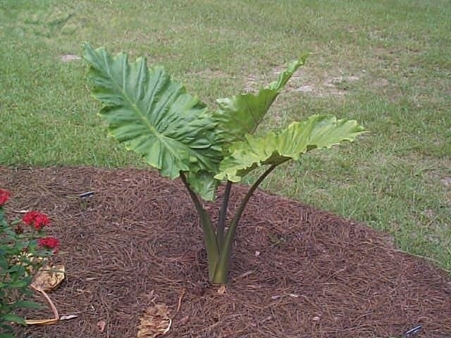 Alocasia, Upright Elephant Ear Portora