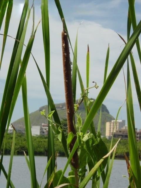 Southern Cattail, Narrow-leaf Cumbungi
