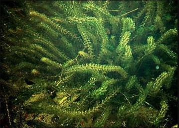 Anacharis, Canadian Elodea, American Waterweed, Oxygen Weed
