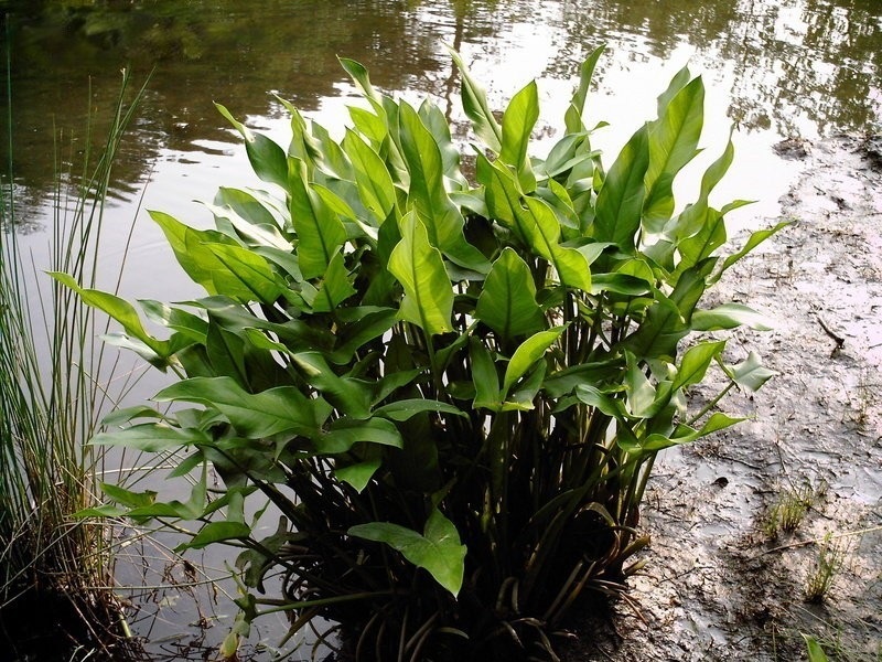 Arrow-arum