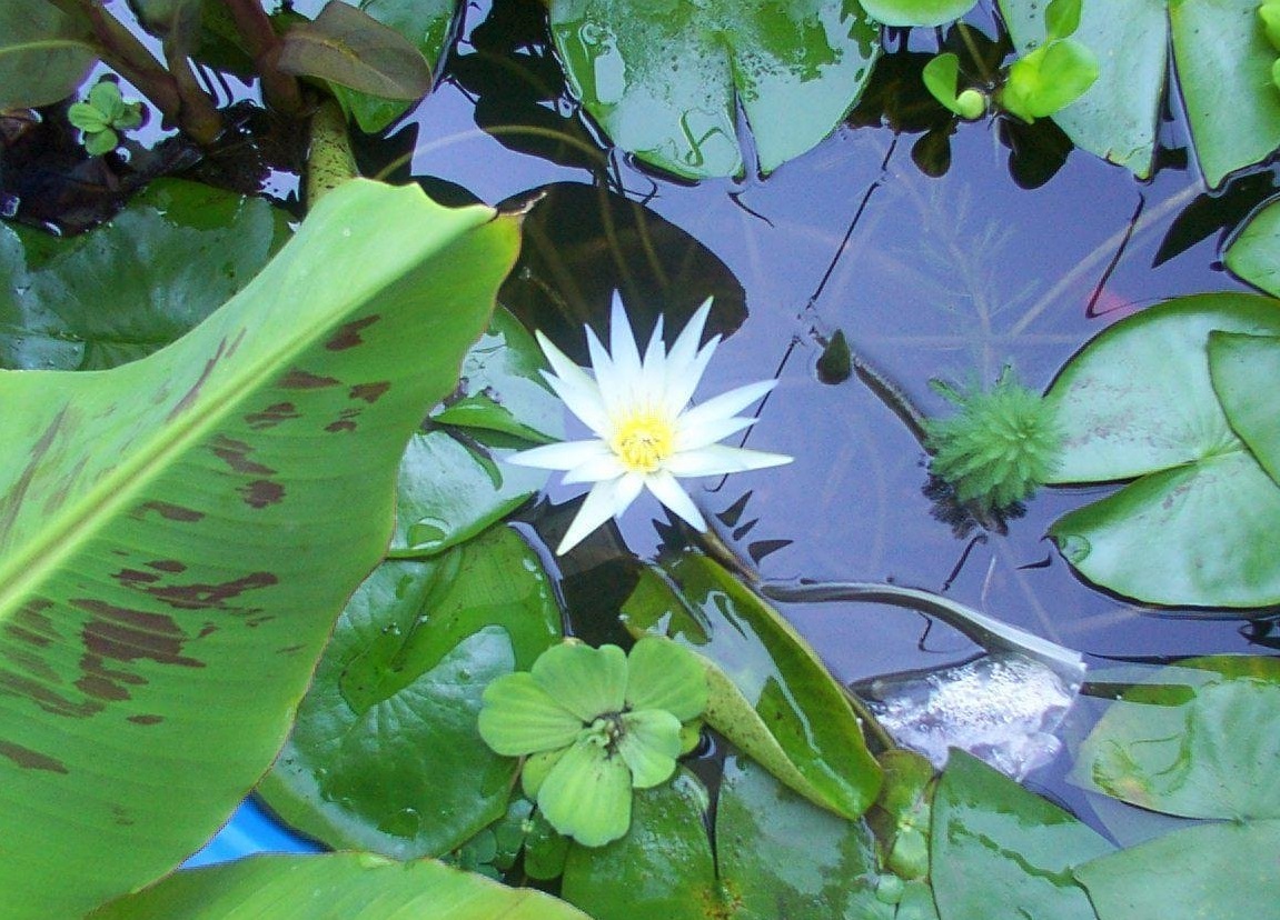 Nymphaea Species, Blue Lotus of the Nile Lily