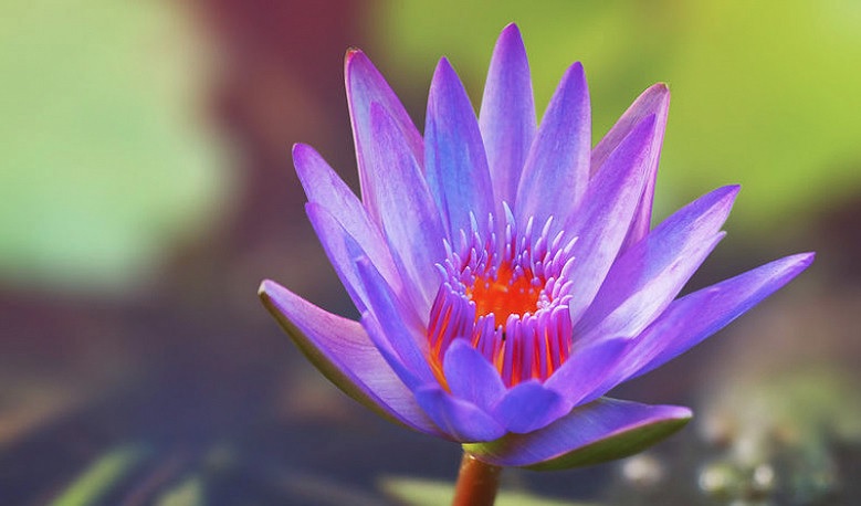 Nymphaea, Tropical Water Lily, Waterlily Panama Pacific