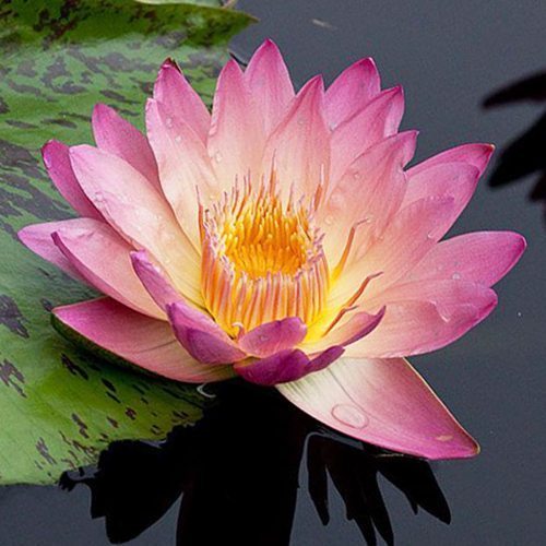 Tropical Day-Blooming Water Lily, Waterlily Albert Greenberg