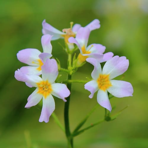 Water violet