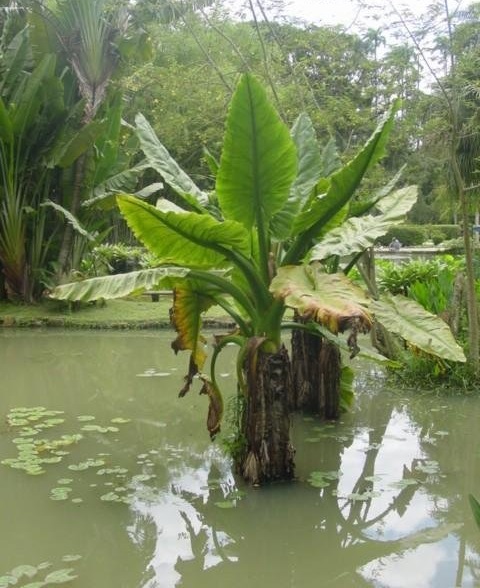 Typhonodorum