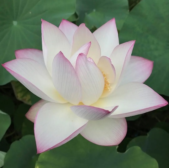 Lotus Chawan Basu