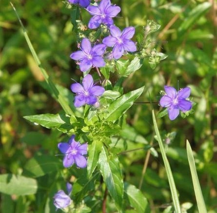 Hydrolea Species, SkyFlower, Tall Hydrolea