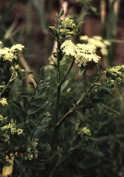 Water Parsnip, Cutleaf Waterparsnip