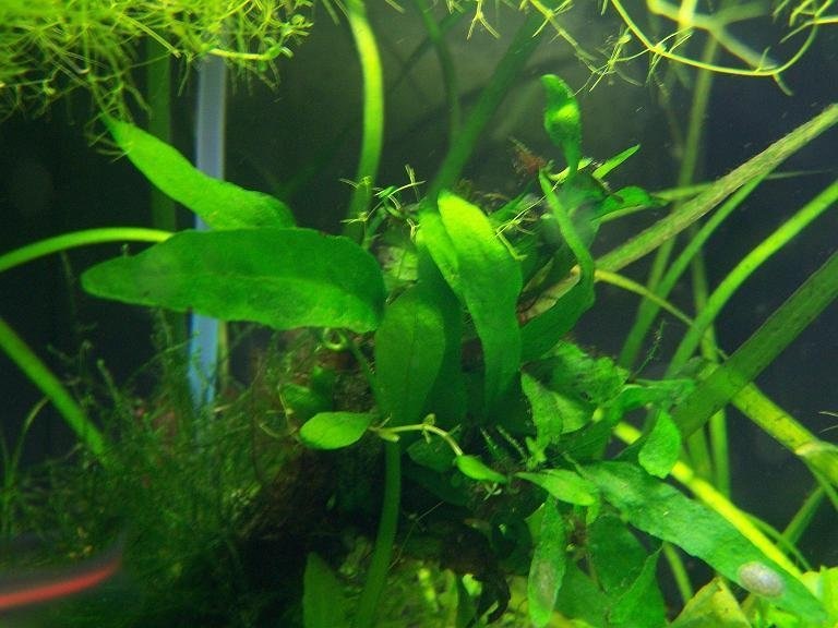 Microsorum Species, Java Fern