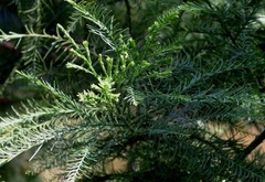 Glyptostrobus Species, Chinese Swamp Cypress, Shui Song, Water Pine
