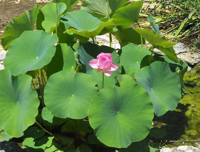 Russian Lotus, Red Russian Lotus