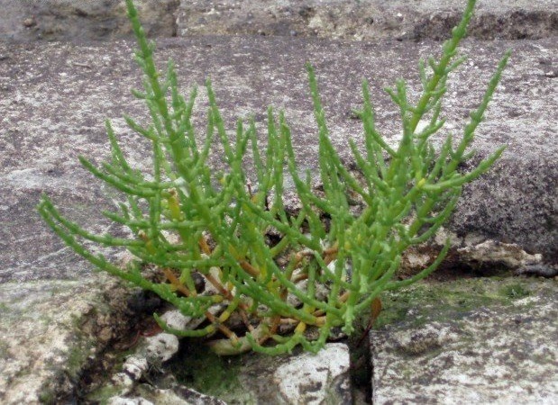 Salicornia Species, Common Glasswort