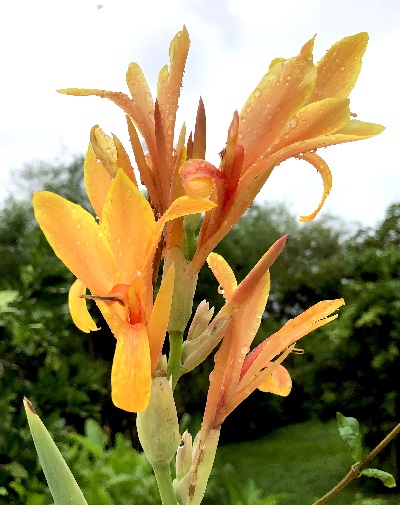 Canna Lily Omega