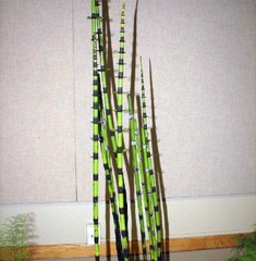 Giant Horsetail