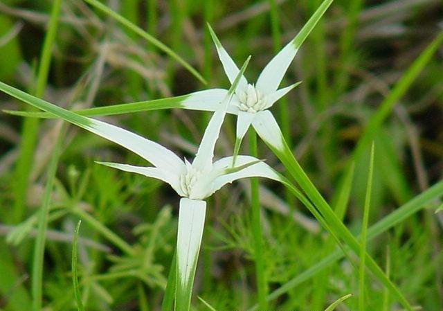 Star Grass, Star Rush, White Topped Sedge