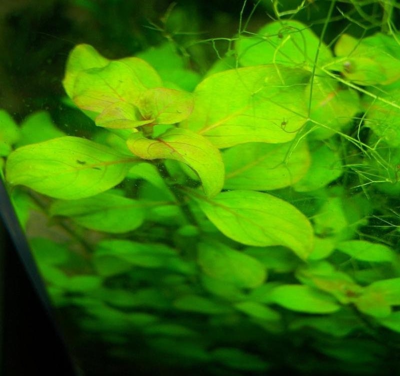 Floating Water Primrose, Creeping Primrose Willow