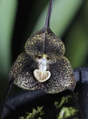 Species Orchid Black Strewn Dracula