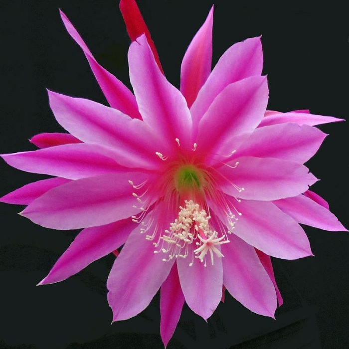 Hybrid Epiphyllum Epicactus Evanston Orchid Cactus