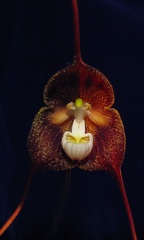 Species Orchid Masdevallia - Dracula gastrophora
